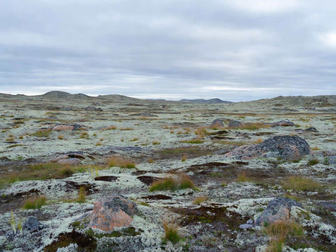 Scandinavian tundra landscape